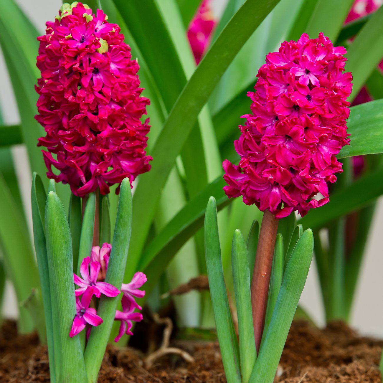 Obrázok Hyacint (Hyacinthus orientalis) ´AMORE´ - 1 cibuľka v kvetináči, kont. C2L (ružovo-červený)